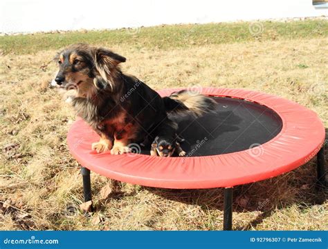 Dog And Puppy On Trampoline Stock Image Image Of Sitting