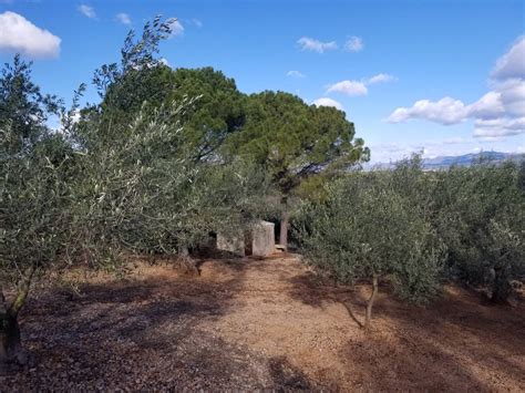 Comprar Finca R Stica En Masdenverge Finca R Stica De Olivos Con Casa