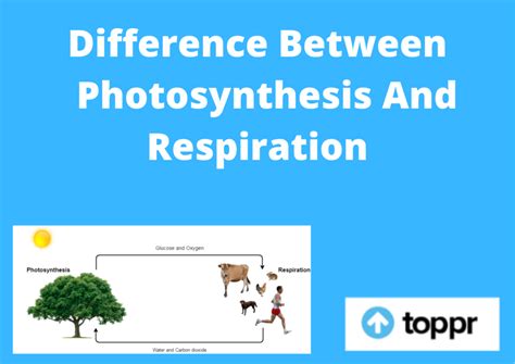 Cellular Respiration And Photosynthesis Comparison