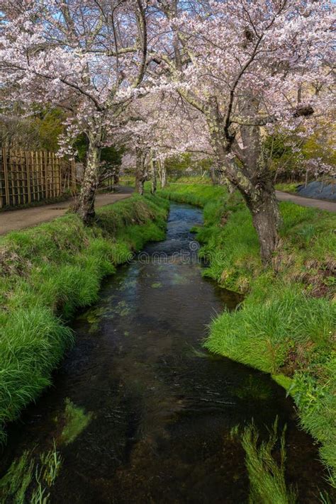 Cherry Blossoms Serene Stream In Oshino Hakkai Japan Sakura Green