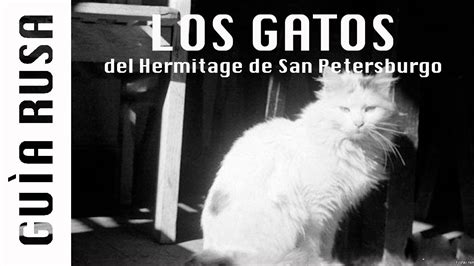 Descubre Las Fascinantes Historias De Los Gatos Del Museo Hermitage