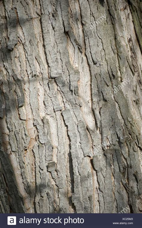 Acer Pseudoplatanus Bark High Resolution Stock Photography And Images