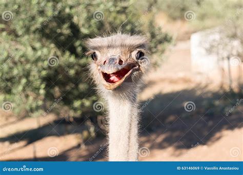 Ostrich Funny Portrait Stock Image Image Of Farm Nature 63146069