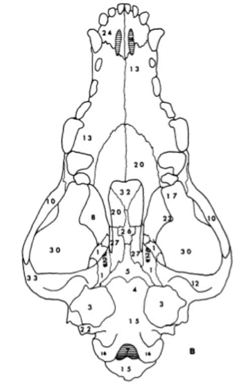 Canine Skull Ventral View Pt Diagram Quizlet