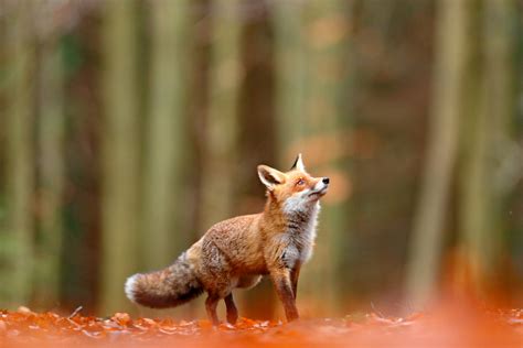 Cute Red Fox Vulpes Vulpes Fall Forest Beautiful Animal In The