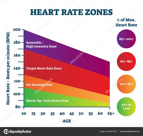 Heart Rate Zones Vector Illustration Pulse Intensity Educational Scheme Stock Vector By