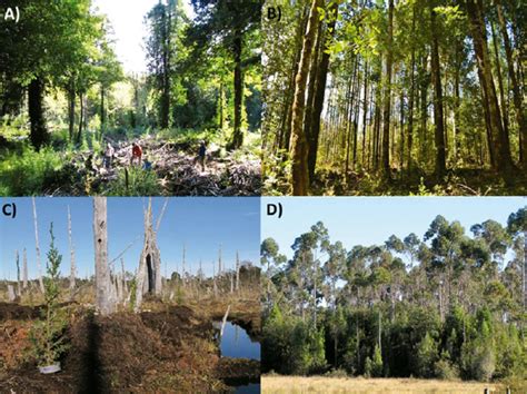 La silvicultura como herramienta para la restauración de bosques templados