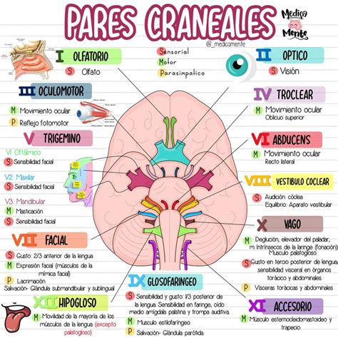 Pares Craneales Anatom A M Dica Anatomia Y Fisiologia Humana