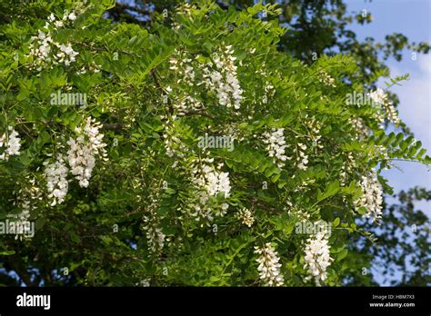 Robinie Gewöhnliche Scheinakazie Schein Akazie Blüten Robinia