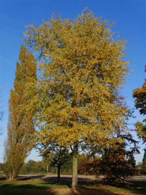 Acer Saccharinum Laciniatum Wieri Acer Saccharinum Laciniatum