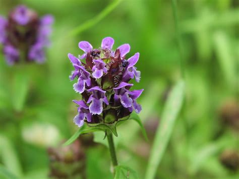 Wildflower Heal All Prunella Vulgaris Samuel Justice Trail