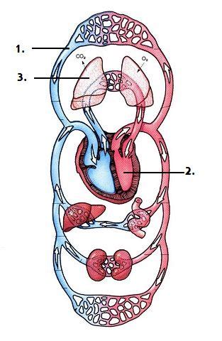 De Bloedvaten Van De Bloedsomloop Diagram Quizlet