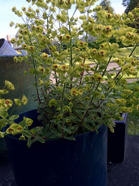 Euphorbia 'Ascot Rainbow' Spurge | Tacoma Garden