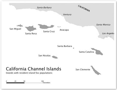 The Island Fox – Within the Panorama