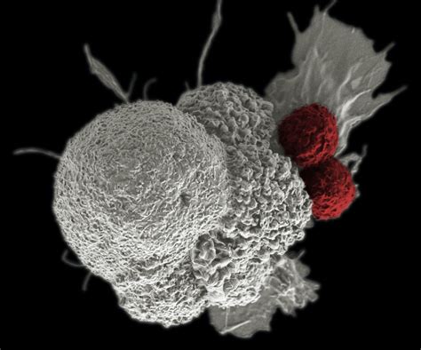 Innate-like T-cells: a New Weapon in Cancer Immunotherapy? - The Oxford Scientist