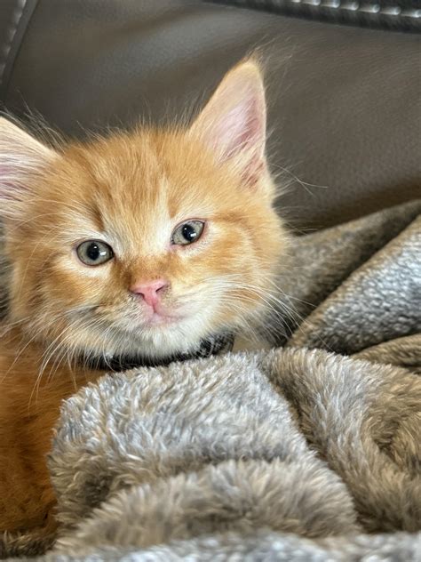 A friend of mine saves abandoned kittens, this little baby is one of