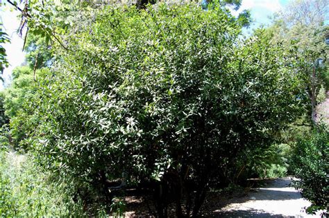 Plantfiles Pictures Bushman S Poison Acokanthera Oppositifolia By