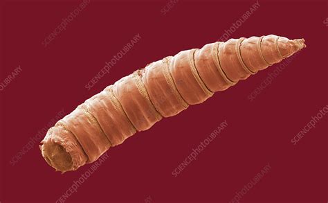 House Fly Maggot Sem Stock Image Z Science Photo Library