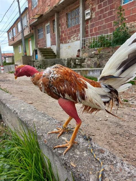 Familias piden que prohíban peleas de gallos en Pijijiapan Noticias