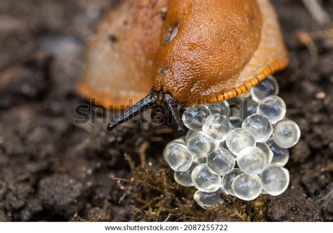 Slug Eggs Royalty-Free Images, Stock Photos & Pictures | Shutterstock