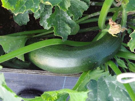 The Best Easy Vegetables To Grow Uk Climate Lets Grow Cook