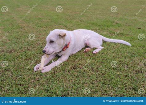 Perro Que Mastica El Hueso Foto De Archivo Imagen De Adorable