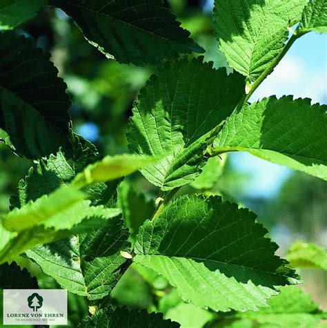 Ulmus Hollandica Commelin Baumschule Lve