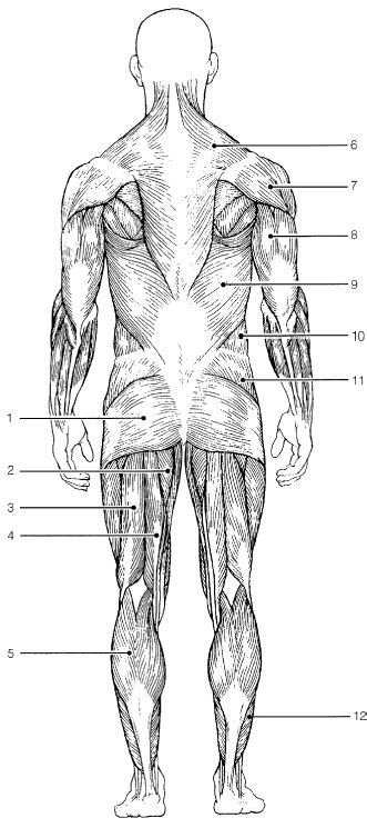 Muscle Identification Posterior Diagram Quizlet