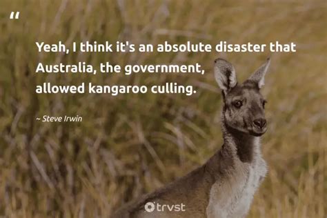 10 Kangaroo Quotes About The Memorable Marsupials