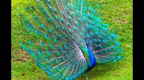 Dancing Of Peacock And Spreading Its Feather Amazing Youtube