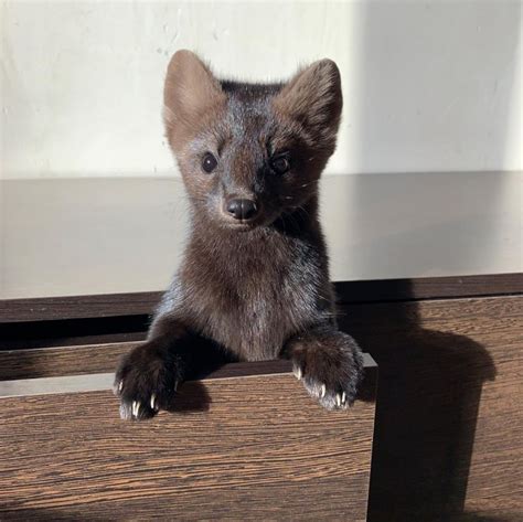 Meet Umora The Adorable Sable Rescued From A Fur Farm The Internet Has