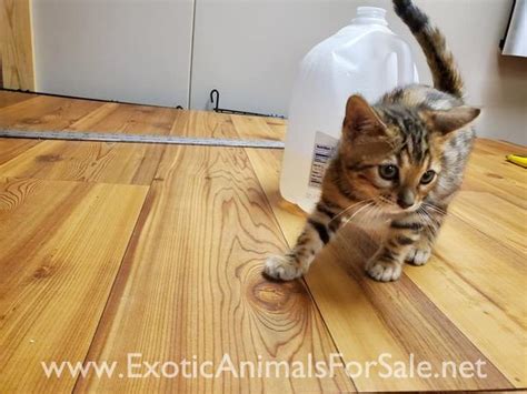 Leopard Bengal Kittens for Sale