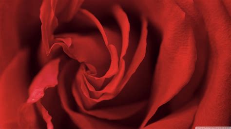 red rose  uhd wallpaper  ultrahd desktop  tv widescreen