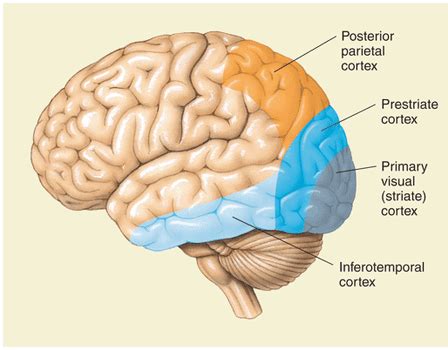 Visual Cortex | Location, Structure, Function & Summary