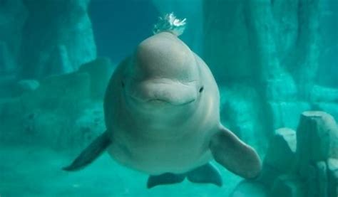 Are Beluga Whales Intelligent? [Here’s What Scientists Say]