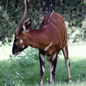 Bongo Antelope - Facts, Diet, Habitat & Pictures on Animalia.bio