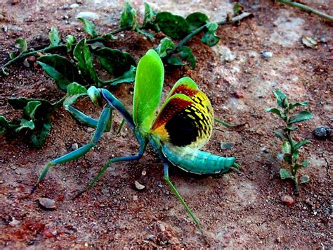 Los 20 tipos de mantis religiosa más curiosos Mantis religiosa