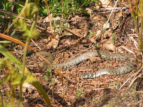 Natrix Natrix Grass Snake Or Ringed Snake Or Water Snake Flickr