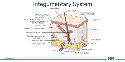 Integument In Biology Meaning Examples And Functions Geeksforgeeks