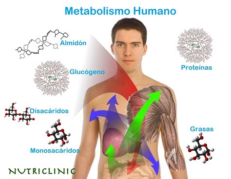 Esquema del metabolismo Fotos Guía 2021