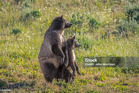 Grizzly Bear Mother And Her Cub Together Stock Photo - Download Image ...