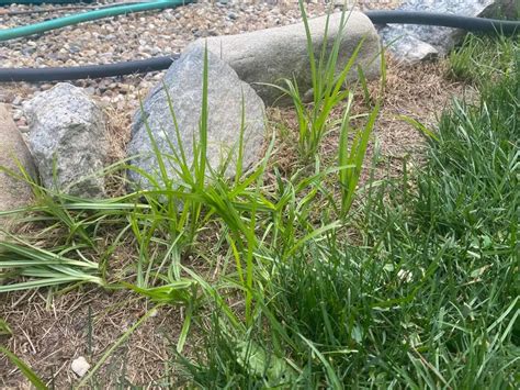 How To Get Rid Of Nutsedge & Prevent Regrowth (2024) Lawn Phix