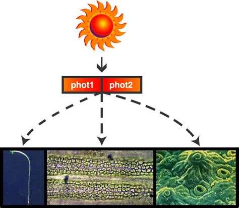 Phototropin Blue Light Receptors And Light Induced Movement Responses