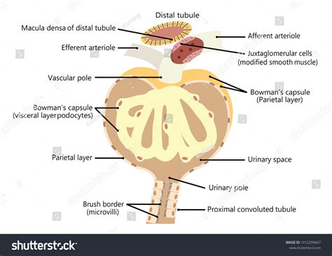 Anatomy Drawing Version Cartoon About Human Stock Illustration ...