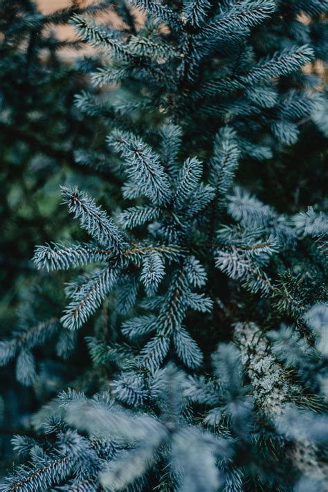 Green Pine Leaves in Close Up Photography · Free Stock Photo