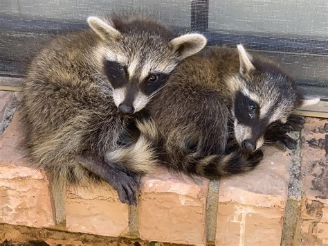 Understanding Rodent Nesting Habits and Locations - Red Rover Rodent