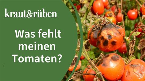 Krankheiten Bei Tomaten Erkennen Und Behandeln YouTube