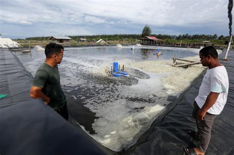 Dorong Peningkatan Produksi Udang Kkp Ungkap Kelebihan Tambak Bubk