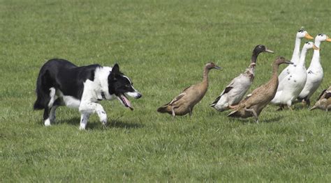 herding happy dog institute washington based puppy  dog training
