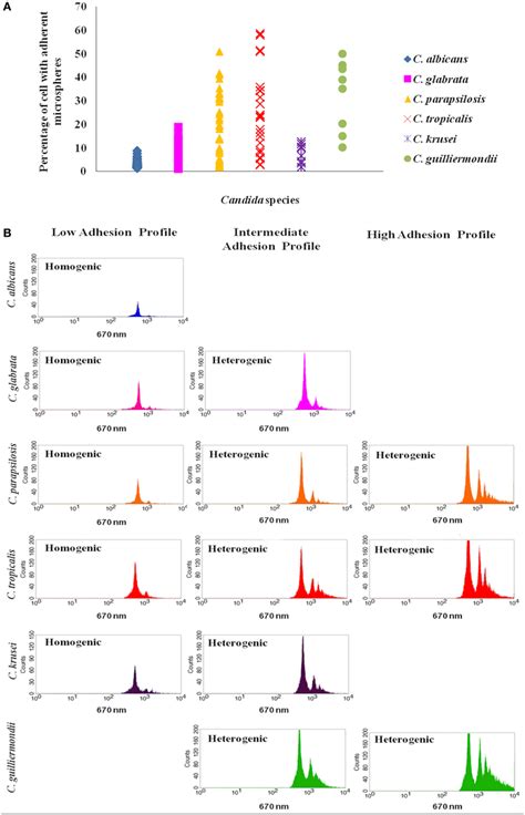 Representation Of Candida Adhesion Profiles A The Species With